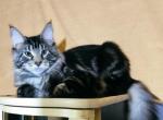 Alfred - Maine Coon Cat For Sale - Norwalk&comma; CT&comma; US