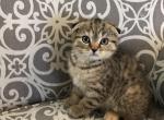 Scottish Fold Black Spotted female - Scottish Fold Cat For Sale - Odessa&comma; FL&comma; US