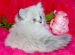 Minuet Lilac Female - Minuet Cat For Sale - IN&comma; US