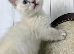 Rarity - Munchkin Cat For Sale - Neosho&comma; MO&comma; US