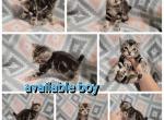 Boy highlander - Highlander Cat For Sale - Frenchtown&comma; MI&comma; US