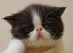 Exotic Shorthair - Exotic Cat For Sale - Cumming&comma; GA&comma; US