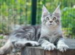 Gawanna - Maine Coon Cat For Sale - Norwalk&comma; CT&comma; US