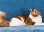UA Mazurka Enjoy - Maine Coon Cat For Sale - Brooklyn&comma; NY&comma; US