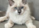 Reserved for Maria - Ragdoll Cat For Sale - Mount Vernon&comma; WA&comma; US