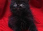 Fuzzy Black Bianca x Bo Jangles - Persian Cat For Sale - Cedar Rapids&comma; IA&comma; US