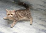 Gama - British Shorthair Cat For Sale - Chicago&comma; IL&comma; US