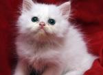 White with subtle dots on head Bianca x Bo Jangles - Persian Cat For Sale - Cedar Rapids&comma; IA&comma; US