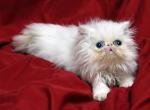 Small white II by Flueffay x The Holy Grail - Persian Cat For Sale - Cedar Rapids&comma; IA&comma; US