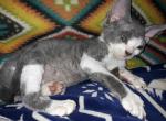 Lover Boy - Devon Rex Cat For Sale - Stanford&comma; MT&comma; US