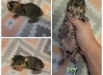 New babies - Highlander Cat For Sale - Frenchtown&comma; MI&comma; US