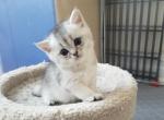 Silver babies - Scottish Straight Cat For Sale - Brooklyn&comma; NY&comma; US
