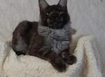 Jofrey - Maine Coon Cat For Sale - Norwalk&comma; CT&comma; US