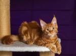 Gregory - Maine Coon Cat For Sale - Norwalk&comma; CT&comma; US