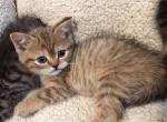 Scottish Fold Straight Chocolate Spotted Girl - Scottish Fold Cat For Sale - Odessa&comma; FL&comma; US
