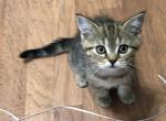 Scottish Fold Straight Black Classic Marble Boy - Scottish Fold Cat For Sale - Odessa&comma; FL&comma; US