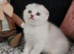 Ricky Alphastar - Scottish Fold Cat For Sale - Levittown&comma; PA&comma; US