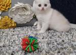 Rapunzel Alphastar - Scottish Fold Cat For Sale - Levittown&comma; PA&comma; US