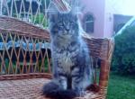 Verona - Maine Coon Cat For Sale - New York&comma; NY&comma; US