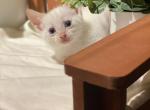 Kebob - American Bobtail Cat For Adoption - Scottsdale&comma; AZ&comma; US