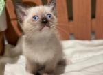 Simon - Siamese Cat For Adoption - Scottsdale&comma; AZ&comma; US