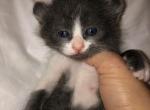 Blitzen - Sphynx Cat For Sale - Scottsdale&comma; AZ&comma; US