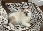 Mickey - Ragdoll Cat For Sale - Mount Vernon&comma; WA&comma; US