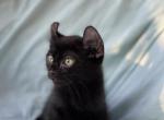 Diablo - Sphynx Cat For Sale - Scottsdale&comma; AZ&comma; US