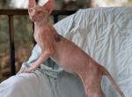 Oscar  RARE Calico Male - Sphynx Cat For Sale - Scottsdale&comma; AZ&comma; US