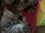 Raiders kittens - Bengal Cat For Sale - Litchfield&comma; IL&comma; US