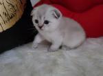 Simba Alphastar - Scottish Fold Cat For Sale - Levittown&comma; PA&comma; US