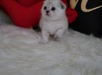 Sandy Alphastar - Scottish Fold Cat For Sale - Levittown&comma; PA&comma; US