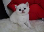 Snickers Alphastar - Scottish Fold Cat For Sale - Levittown&comma; PA&comma; US