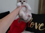 Sabrina Alphastar - Scottish Fold Cat For Sale - Levittown&comma; PA&comma; US