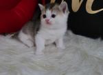 Sonny Alphastar - Scottish Fold Cat For Sale - Levittown&comma; PA&comma; US