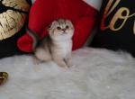 Sissy Alphastar - Scottish Fold Cat For Sale - Levittown&comma; PA&comma; US