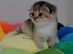 Sunshine Alphastar - Scottish Fold Cat For Sale - Levittown&comma; PA&comma; US