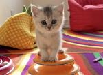 Silver kittens - Scottish Fold Cat For Sale - Brooklyn&comma; NY&comma; US