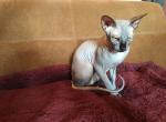 Male available - Sphynx Cat For Sale - Brooklyn&comma; NY&comma; US