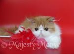 Chase - Persian Cat For Sale - Yucca Valley&comma; CA&comma; US