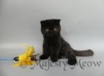 Jaguar - Exotic Cat For Sale - Yucca Valley&comma; CA&comma; US