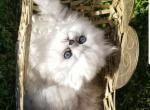 Silver shaded chinchilla Dollface Persian female - Persian Kitten For Sale - 