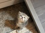 Smitten Kittens - Munchkin Cat For Sale - Denver&comma; CO&comma; US