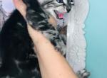 Silver Charcoal Bengal sheeted marbled Reserved - Bengal Cat For Sale - Crestview&comma; FL&comma; US