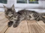 Favorite - Maine Coon Cat For Sale - Norwalk&comma; CT&comma; US