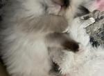 July litter - Ragdoll Cat For Sale - Fort Lauderdale&comma; FL&comma; US