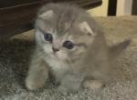 Mugs - Munchkin Cat For Sale - Denver&comma; CO&comma; US
