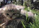 Hugs - Munchkin Cat For Sale - Denver&comma; CO&comma; US