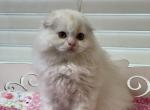 Cloud Scottish Fold highland - Scottish Fold Cat For Sale - Sunnyvale, CA, US