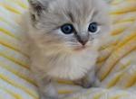 Blue lynx - Ragdoll Cat For Sale - Farmville&comma; VA&comma; US